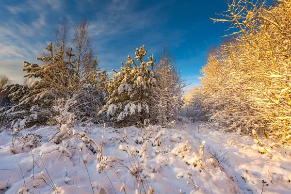 Fantastyczne rano Zima Krajobraz — Zdjęcie stockowe