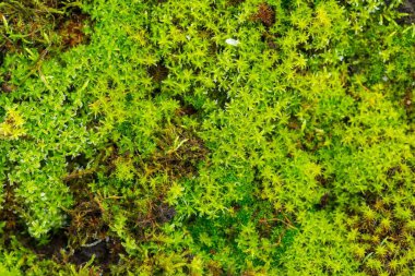 Yeşil yosunları kapat