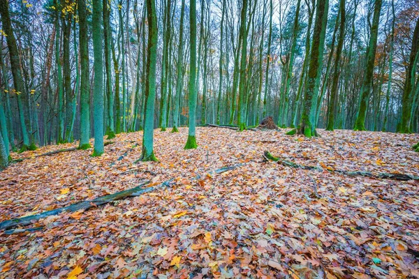 Floresta de queda selvagem bonita com cores vibrantes — Fotografia de Stock