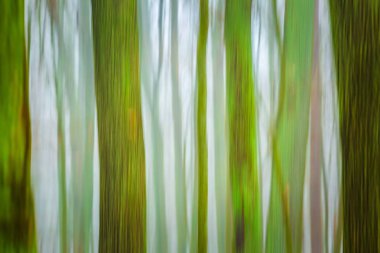 Orman bulanık arka plan