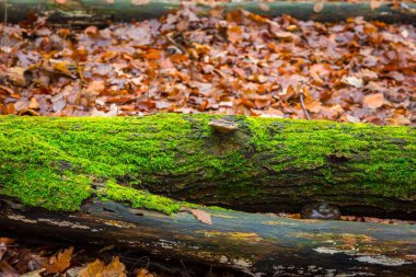 Gövde üzerinde büyüyen ağaç hub
