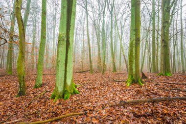 Güzel sonbahar orman landscap