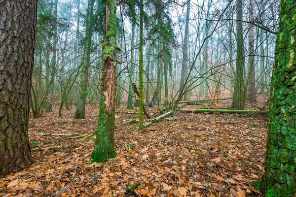 Mooie herfst bos dan — Stockfoto