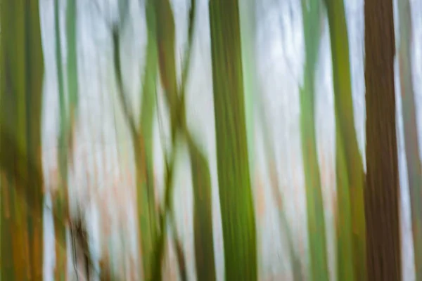 Forêt abstraite fond flou — Photo