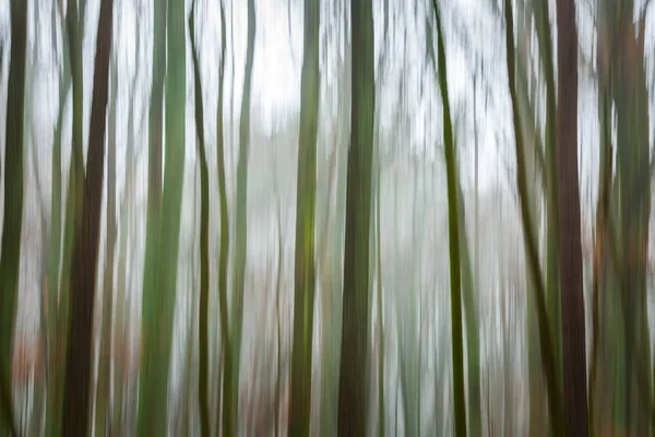 Foresta astratto sfondo sfocato — Foto Stock