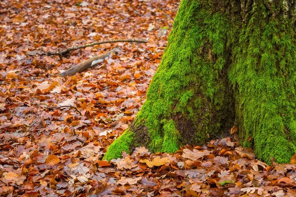 Tronc d'arbre recouvert de mousse verte — Photo