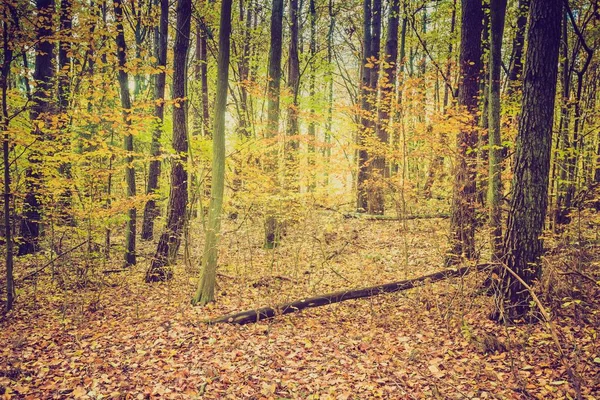 Foresta autunnale in colori vintage — Foto Stock