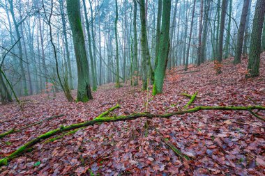 Güzel sonbahar orman landscap