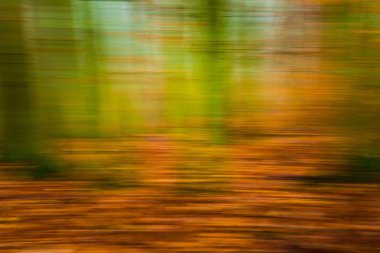 Orman bulanık arka plan