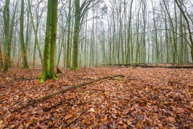 Güzel sonbahar orman landscap