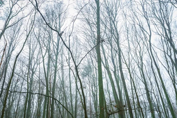 Vue large des sommets des arbres desséchés — Photo