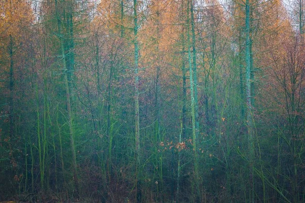 Закрытие верхушек деревьев лиственницы и дуба — стоковое фото