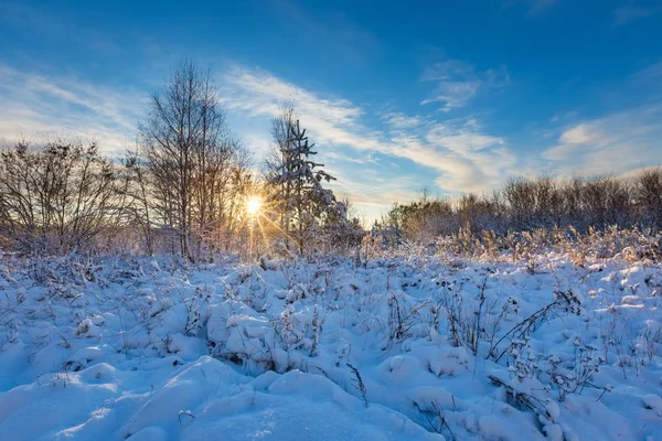 Neve coberto campo com árvores — Fotografia de Stock