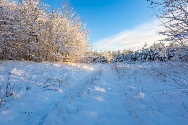 Schnee bedeckte Landschaft mit Bäumen — Stockfoto