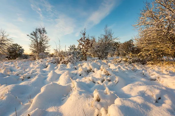 Neve coberto campo com árvores — Fotografia de Stock