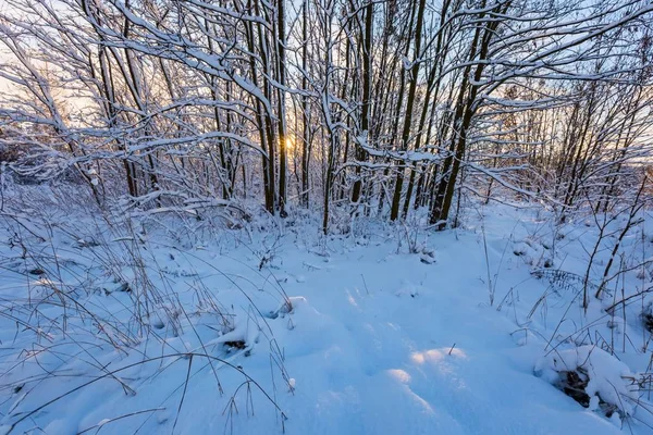 Pokryte śniegiem krajobrazów z drzew — Zdjęcie stockowe