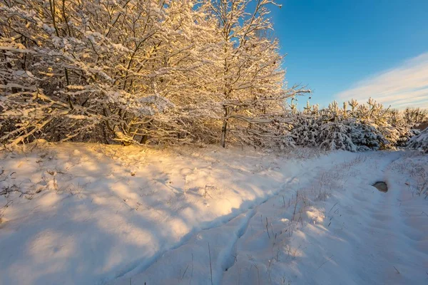 Schnee bedeckte Landschaft mit Bäumen — Stockfoto
