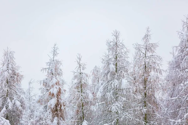 Forêt d'hiver avec branches enneigées — Photo