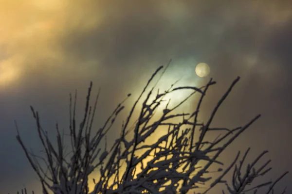 Närbild av solen och skogen träd grenar på snöig vinterdag — Stockfoto