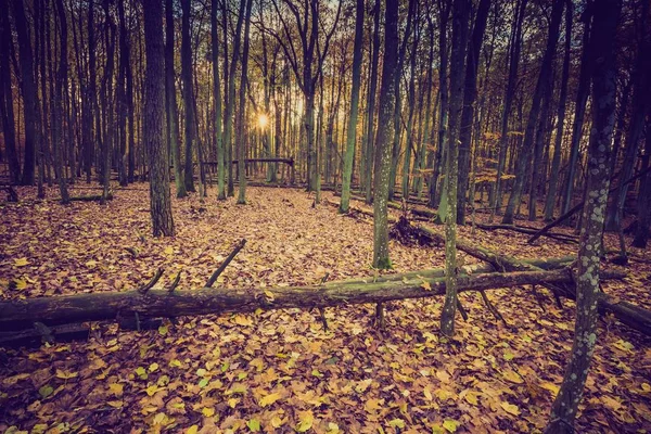 在老式的颜色秋天森林 — 图库照片