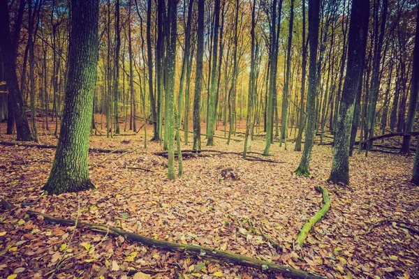 ヴィンテージの色で秋の森 — ストック写真