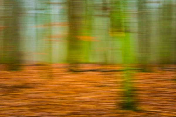 Forest abstrakt suddig bakgrund — Stockfoto