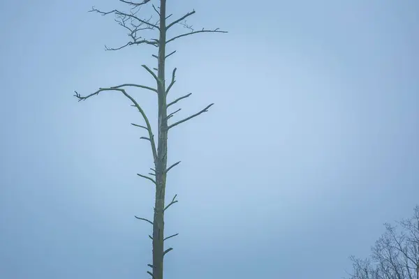 죽은 나무 줄기에 안개 하늘 배경 — 스톡 사진