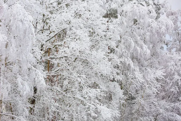 Mooie winter bomen takken met een heleboel sneeuw — Stockfoto