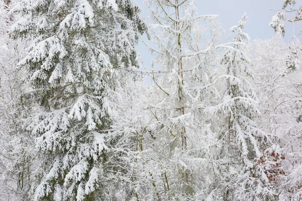 Winter forest with snow covered branches — Stock Photo, Image