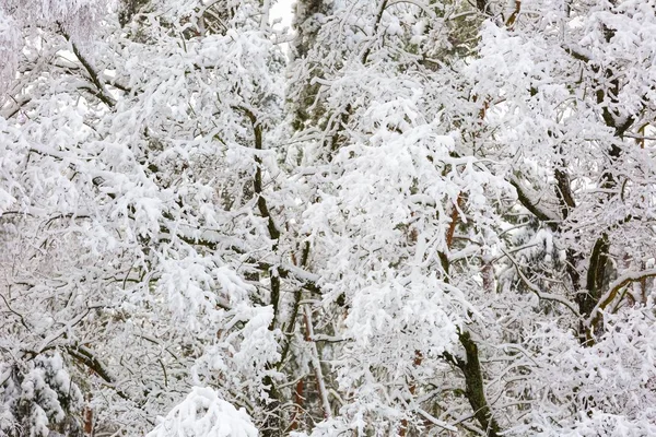 Hermosos árboles de invierno ramas con mucha nieve —  Fotos de Stock