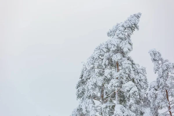 Floresta de inverno com ramos cobertos de neve — Fotografia de Stock