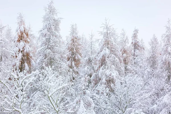 Forêt d'hiver avec branches enneigées — Photo