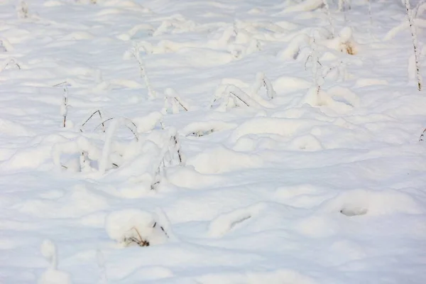 Plants under fresh snow — Stock Photo, Image