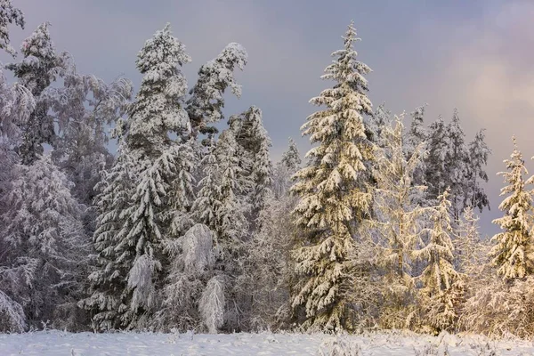 Зимний лес с заснеженными ветвями — стоковое фото