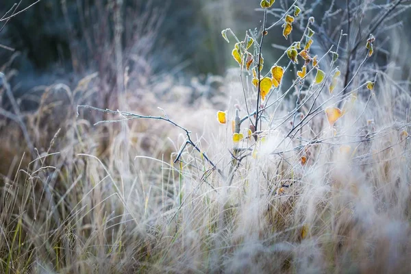 Reif an Pflanzen an kalten Wintertagen — Stockfoto