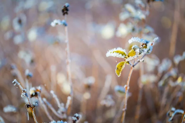 Rime sur les plantes à la journée froide d'hiver — Photo