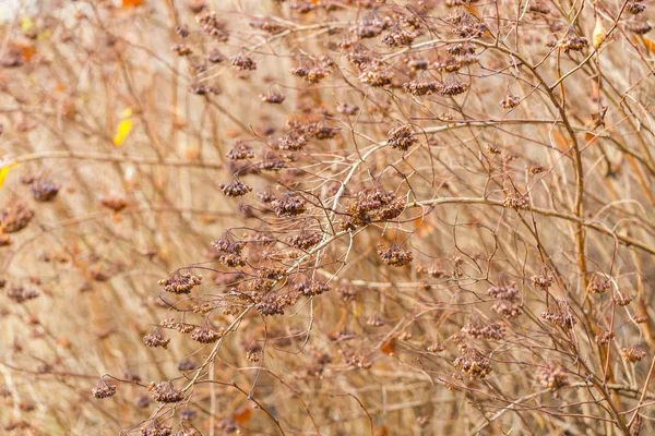 Planta seca fotografiada en invierno . — Foto de Stock