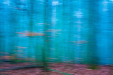 Orman bulanık arka plan