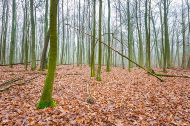 Güzel sonbahar orman landscap