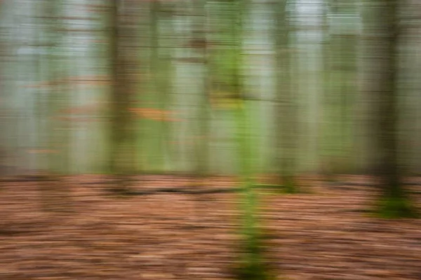 Forest abstracte onscherpe achtergrond — Stockfoto