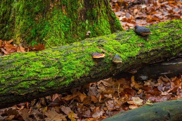 Tree hub growing on trunk — Stock Photo, Image