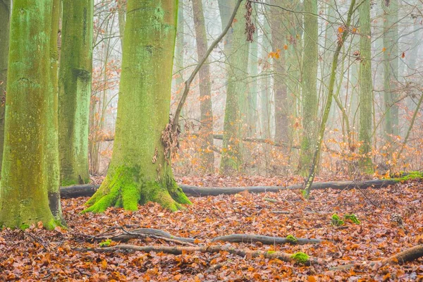 Schöne herbstliche Waldlandschaft — Stockfoto