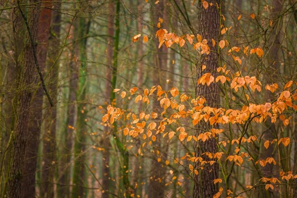 Закрыть оранжевые листья бука на ветке — стоковое фото