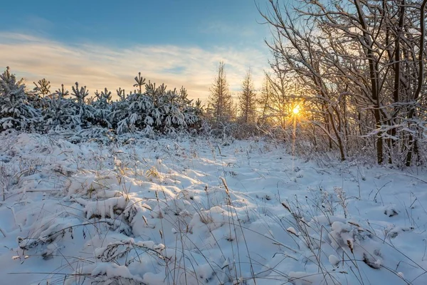 Neve coberto campo com árvores — Fotografia de Stock