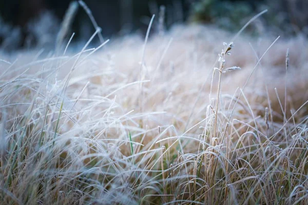 Frosted gras op koude winterdag — Stockfoto