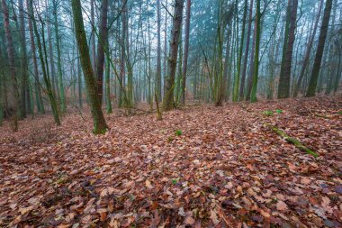 Güzel sonbahar orman landscap
