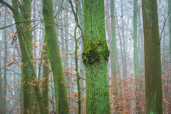 Tronc d'arbre recouvert de mousse verte — Photo