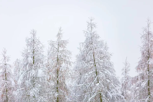 Floresta de inverno com ramos cobertos de neve — Fotografia de Stock