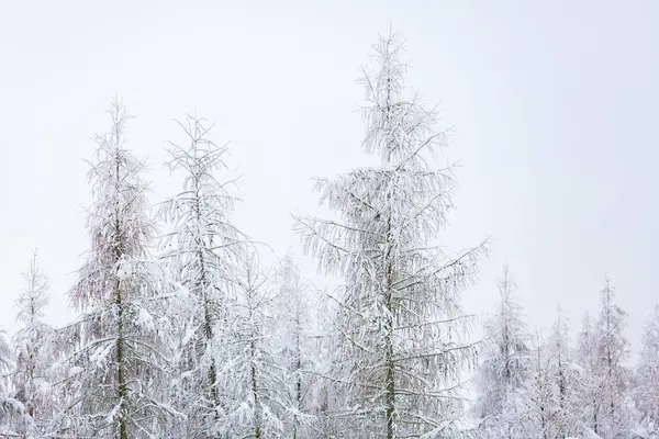 Karla kaplı dalları olan kış ormanı — Stok fotoğraf