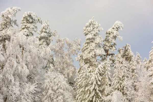 Bosque de invierno con ramas cubiertas de nieve —  Fotos de Stock
